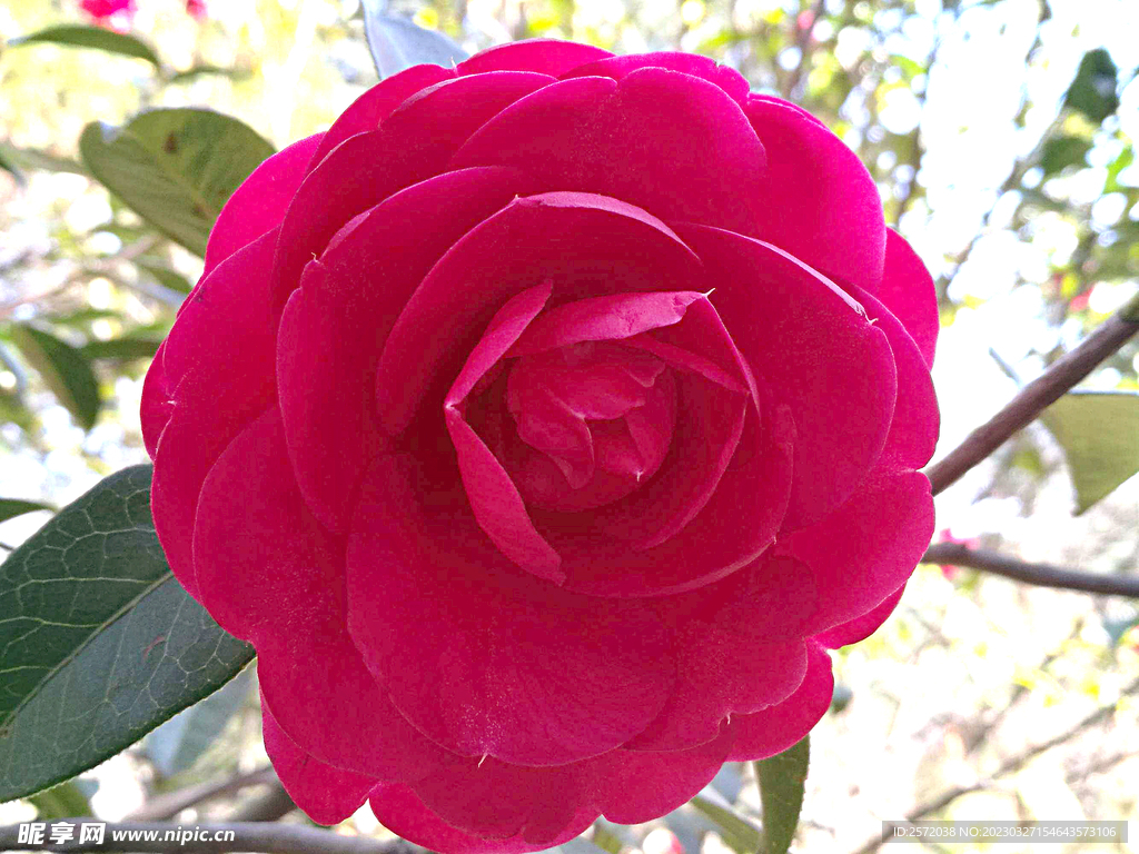山茶花开