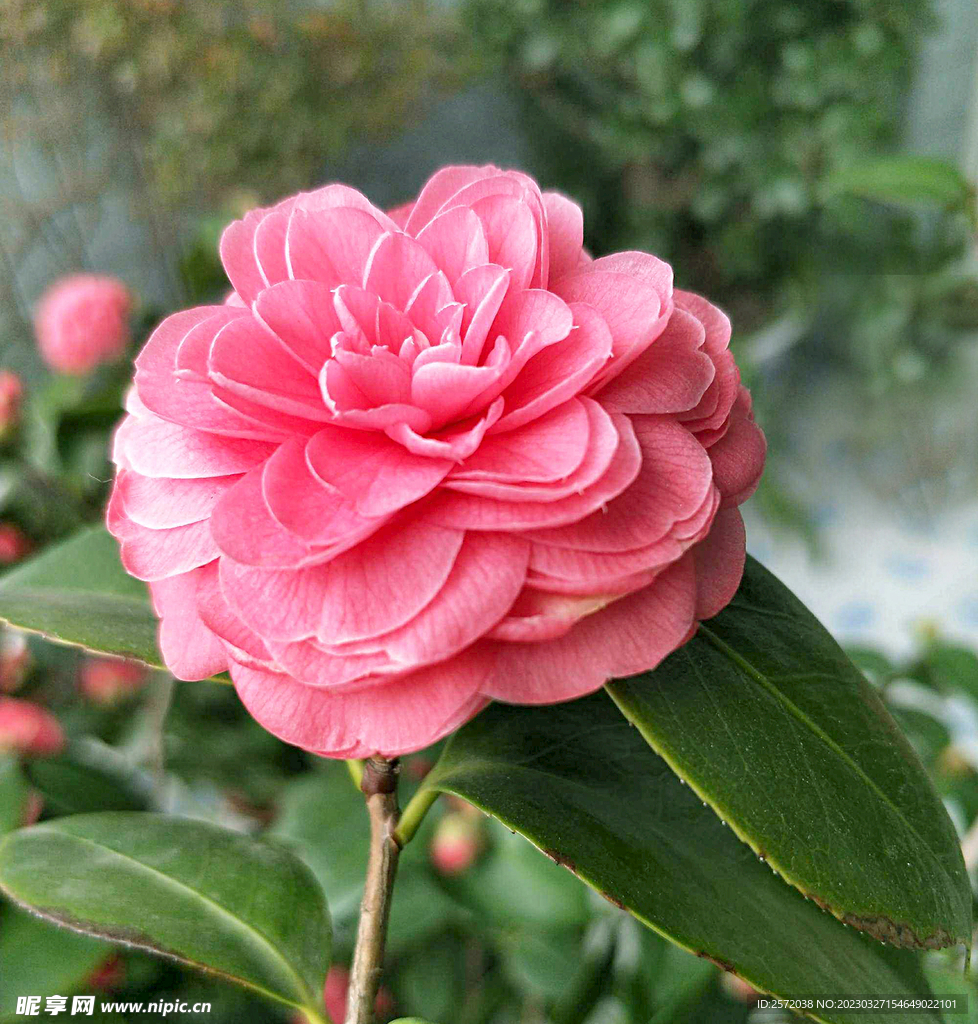 山茶花开