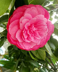 山茶花开