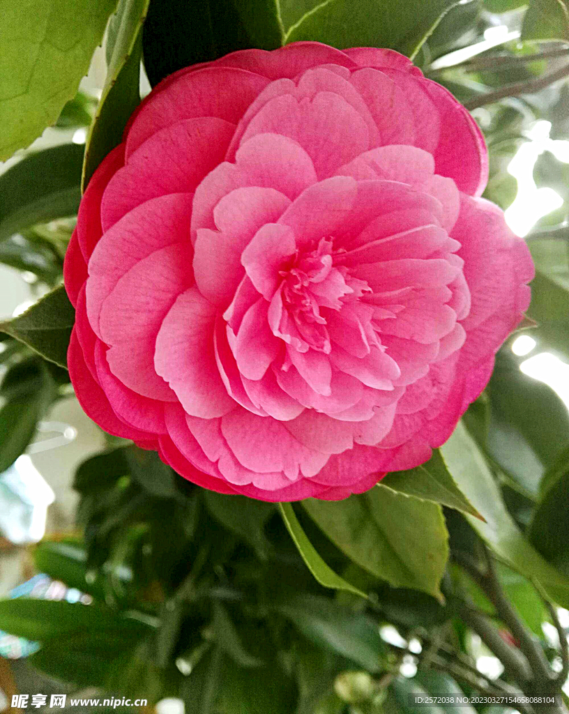 山茶花开