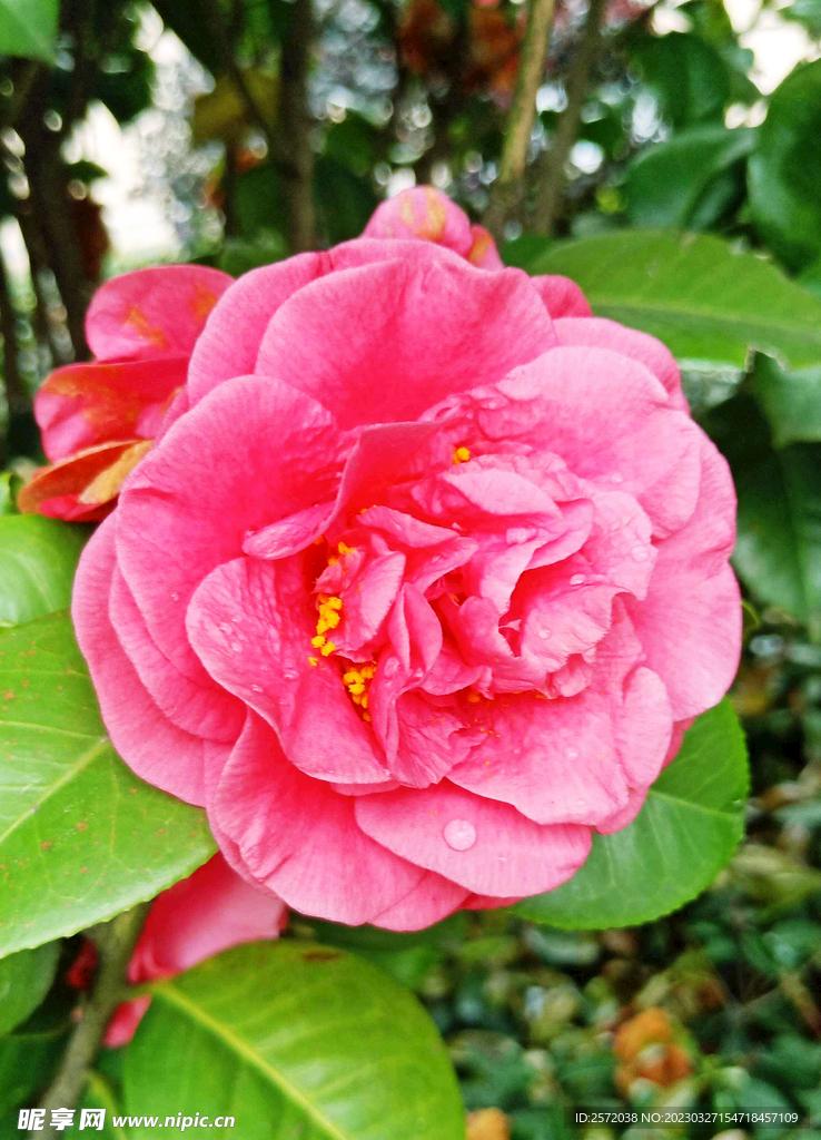 山茶花开