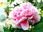 山茶花开