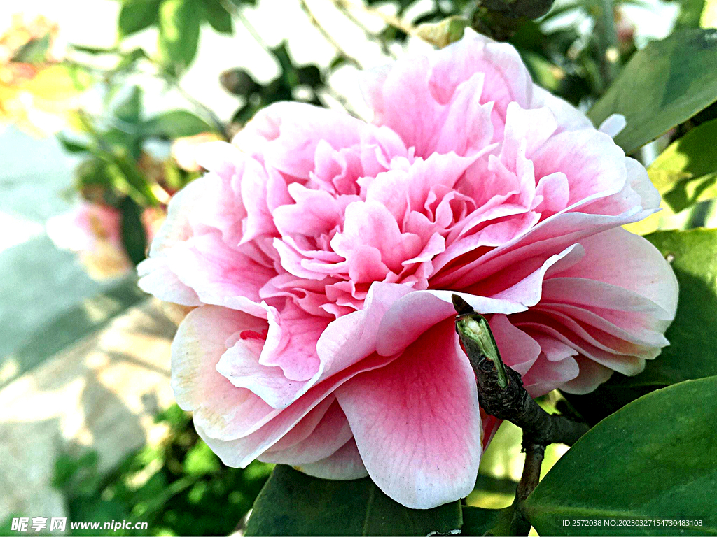 山茶花开