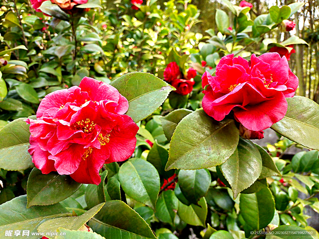 山茶花开