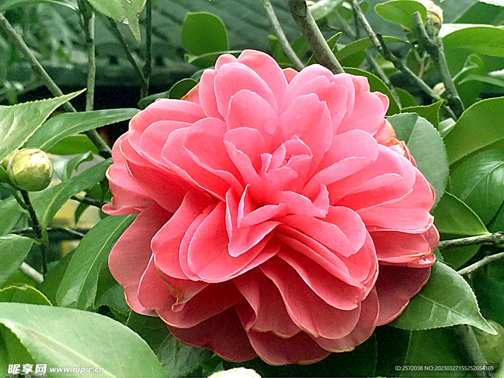 山茶花开