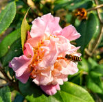 山茶花开