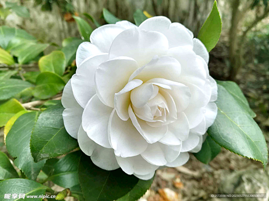山茶花开