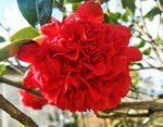 山茶花开