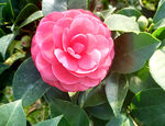 山茶花开