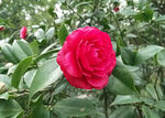 山茶花开