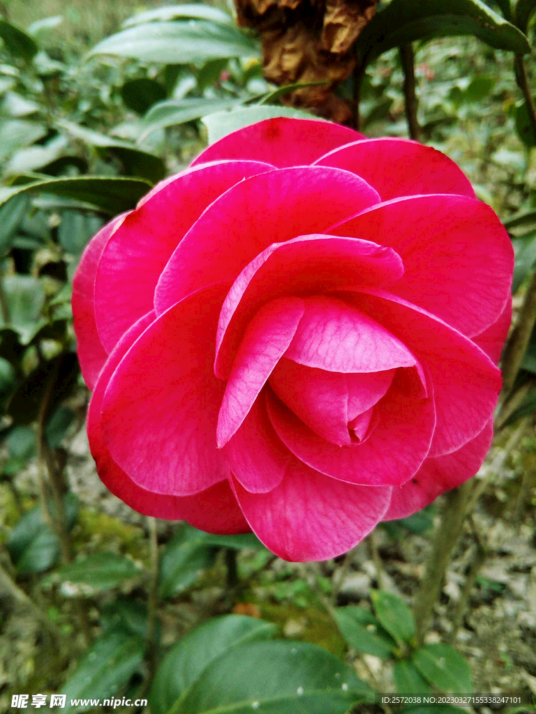 山茶花开