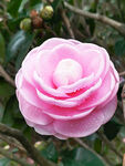 山茶花开