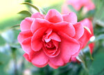 山茶花开