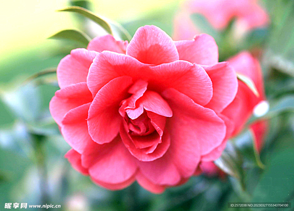 山茶花开