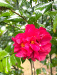 山茶花开