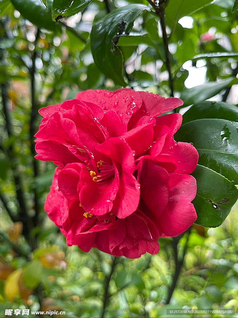 山茶花开