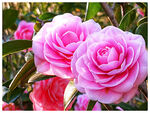 山茶花开