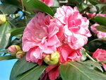 山茶花开