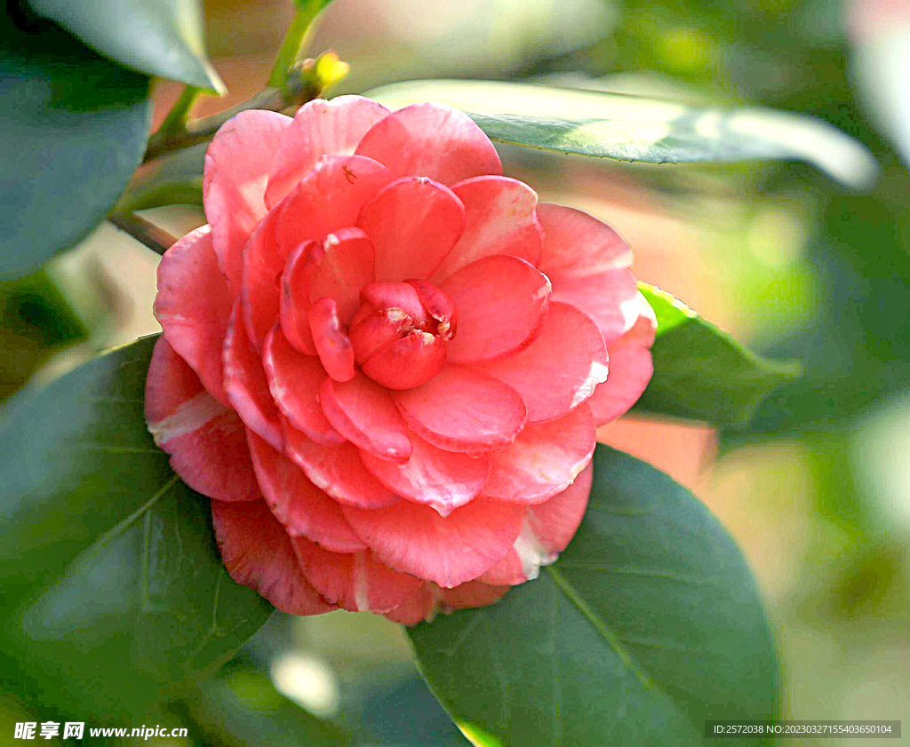 山茶花开