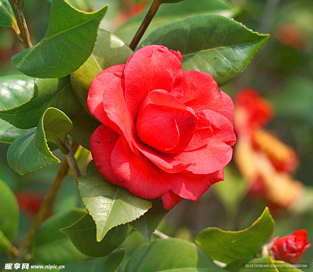 山茶花开