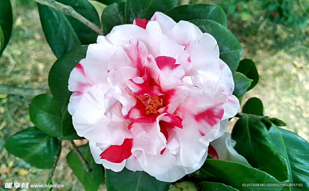 山茶花开