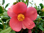 山茶花开
