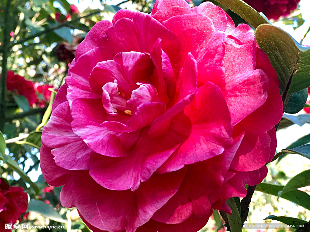 山茶花开