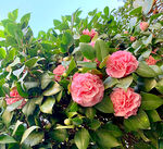 山茶花开