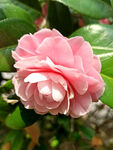 山茶花开