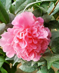 山茶花开