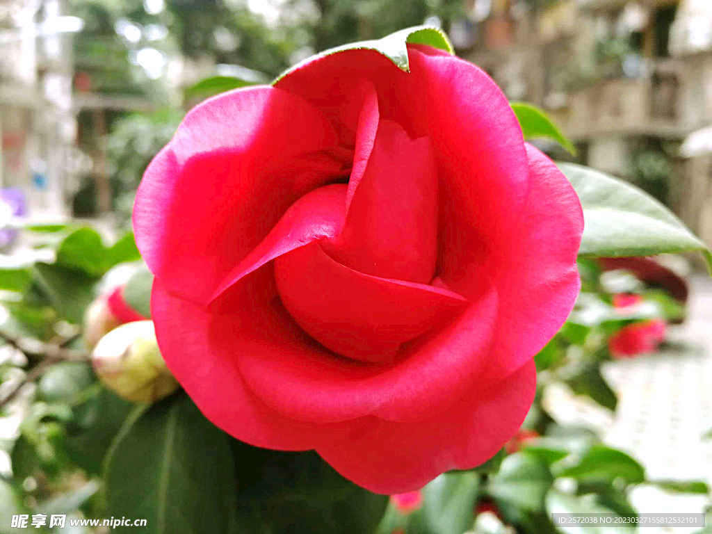 山茶花开