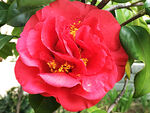 山茶花开
