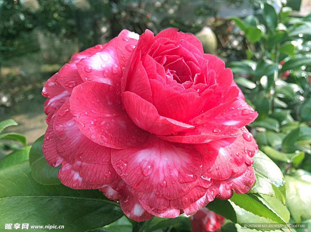 山茶花开