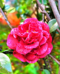 山茶花开