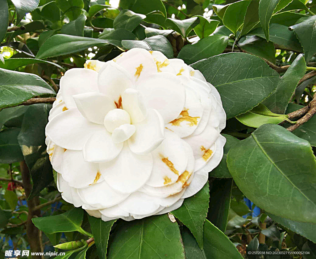 山茶花开