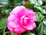 山茶花开