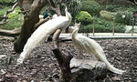 美丽孔雀