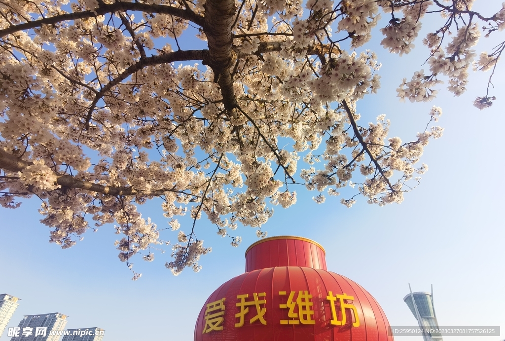 樱花