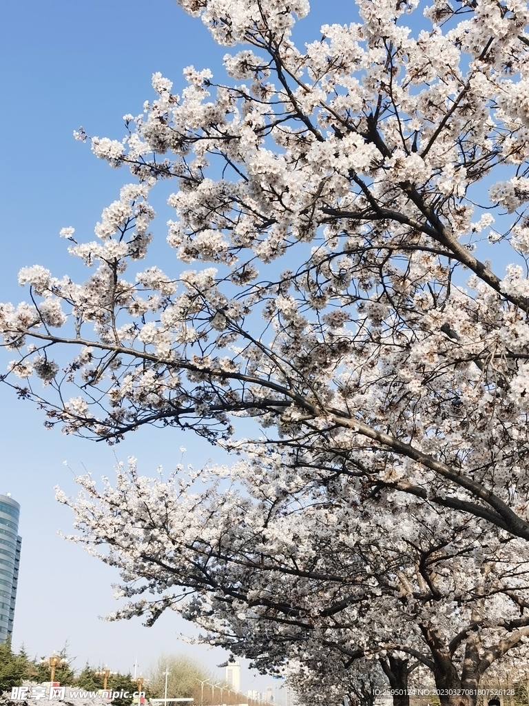樱花