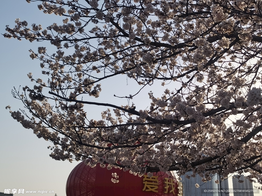 樱花