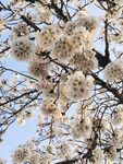 樱花树