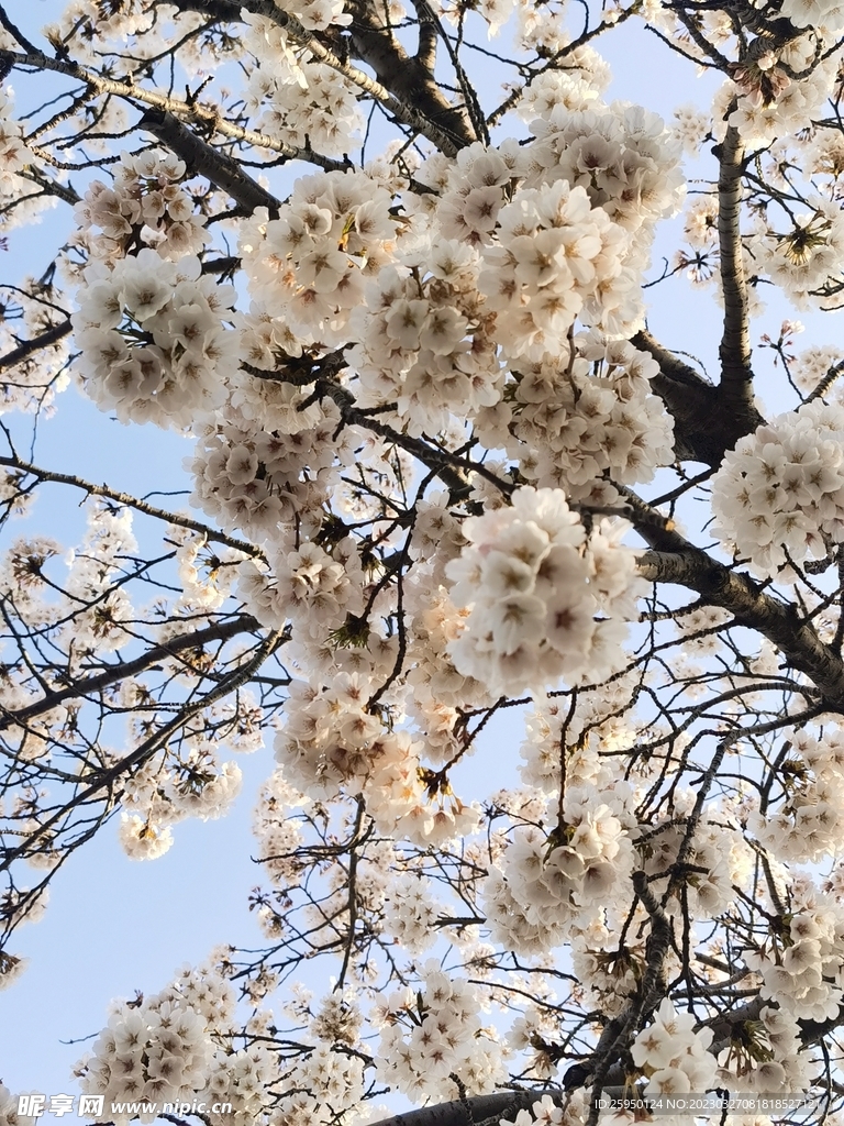 樱花树