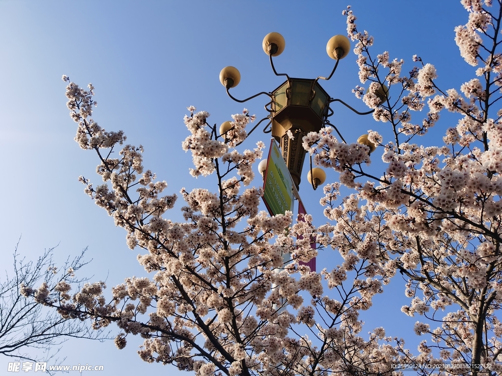 樱花