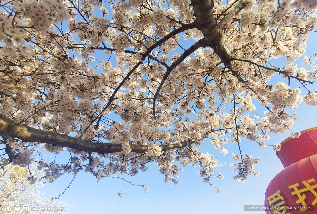 樱花