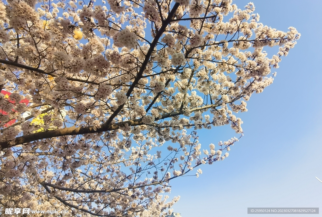 樱花