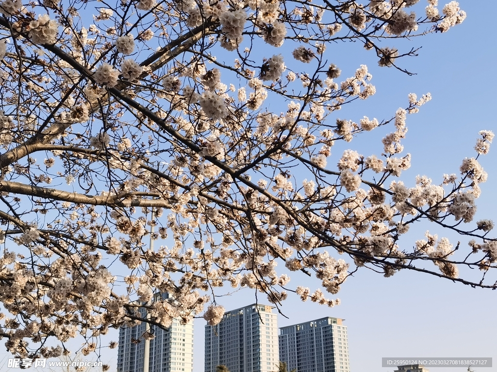 樱花