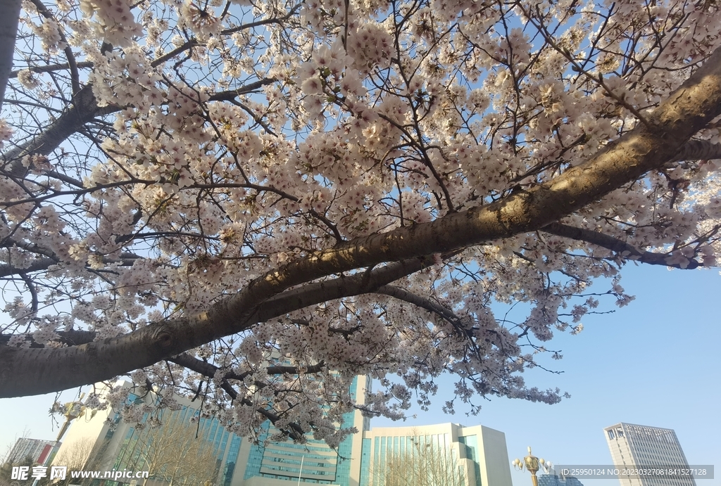 樱花