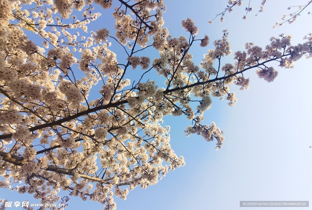 樱花