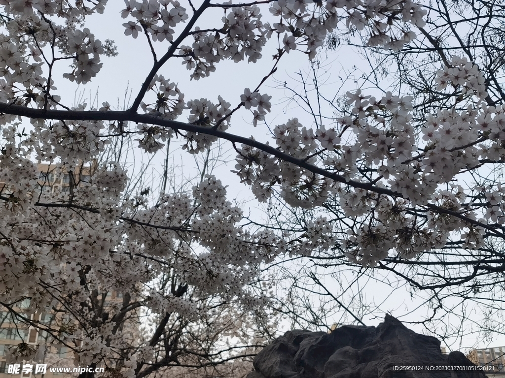 樱花