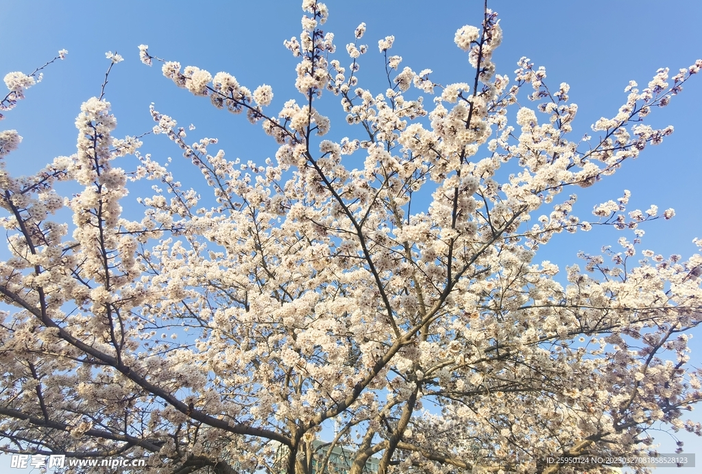 樱花